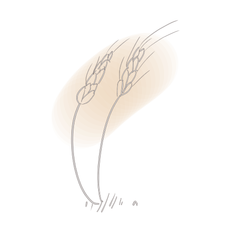 小麦のイラスト